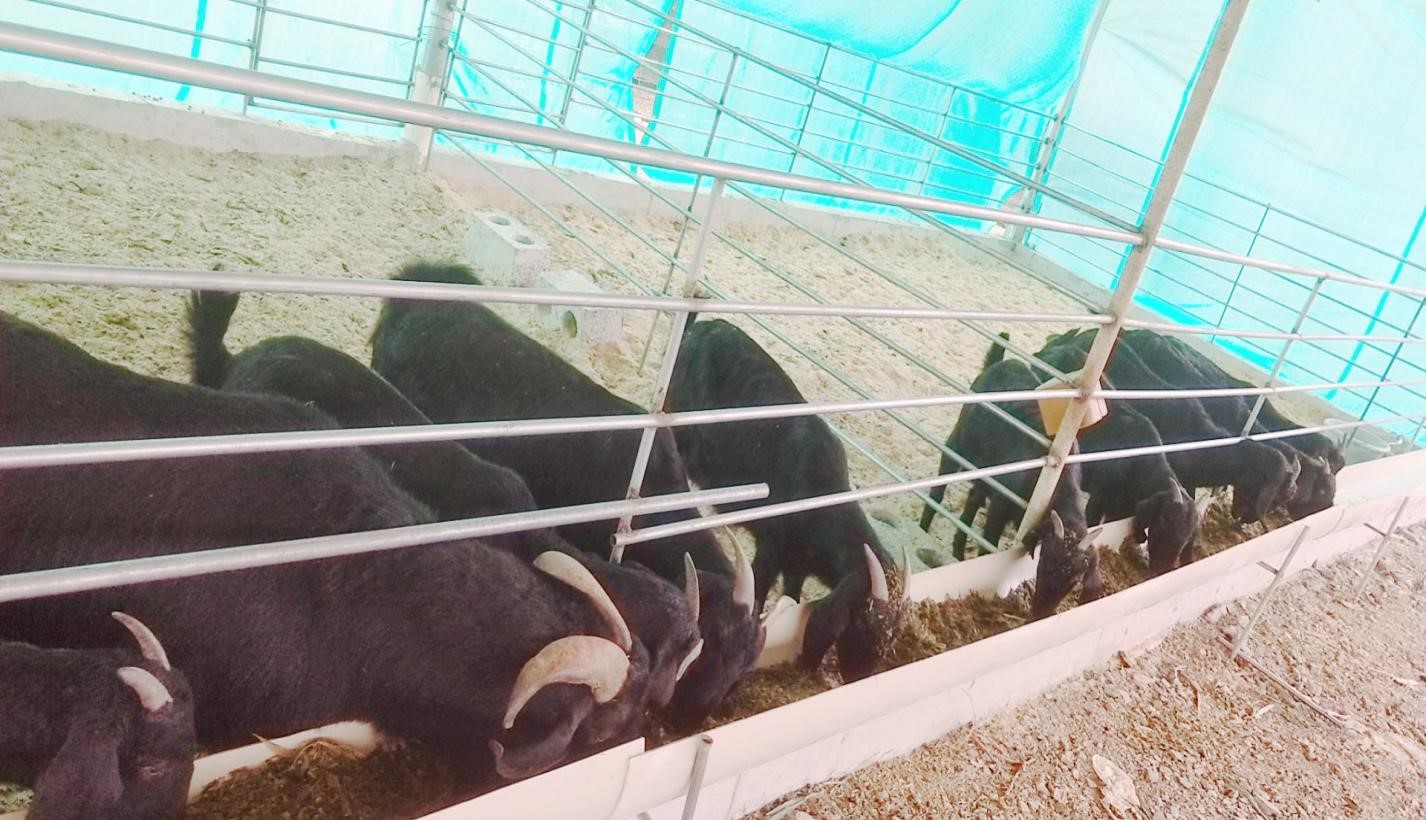 广西这个养羊场运用微生物技术进行生态养殖,养殖场无臭还省人工