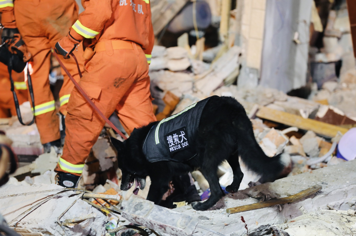 犬王被炸死狗的训导员图片