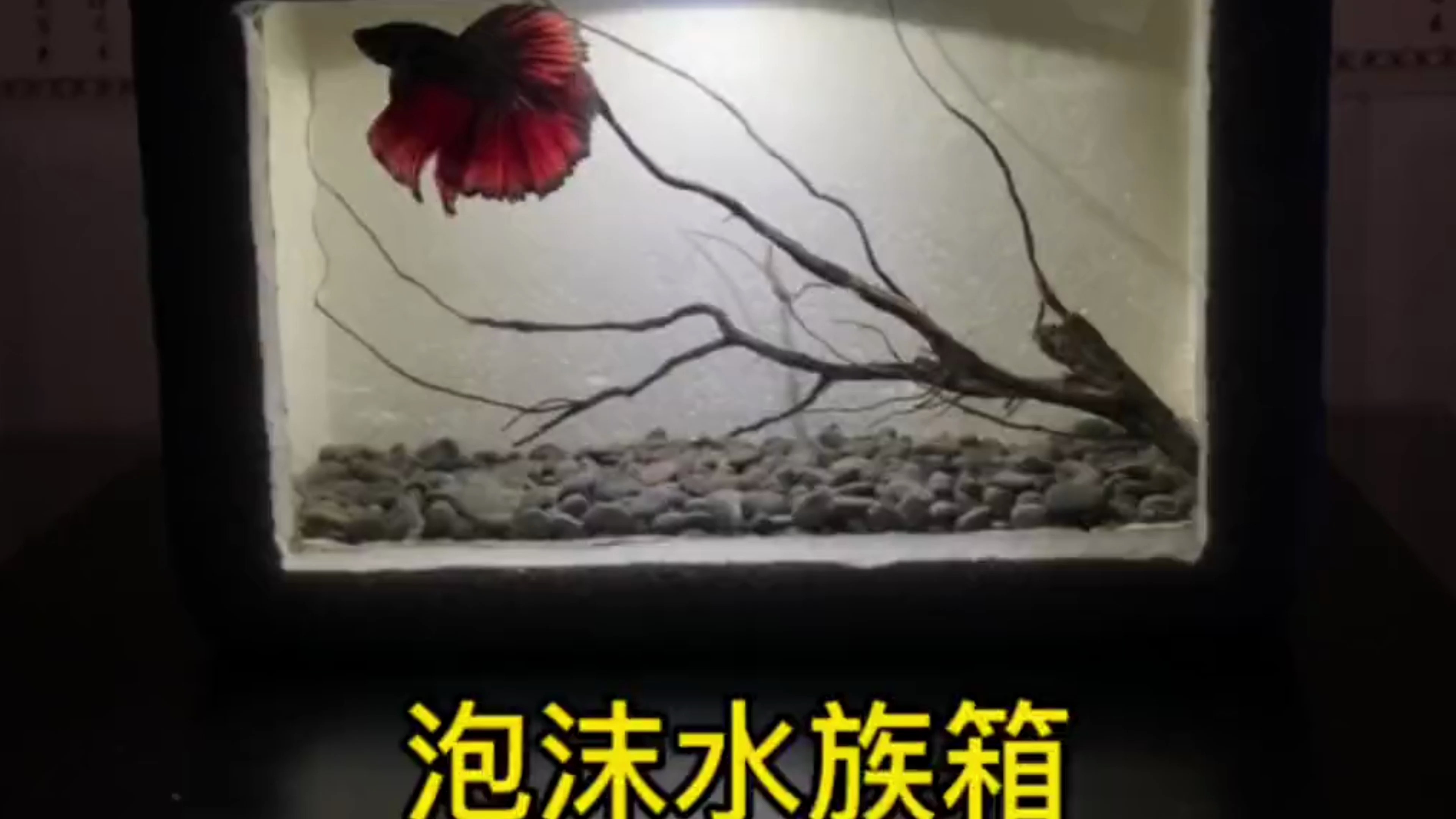 泡沫水族箱啦啦啦