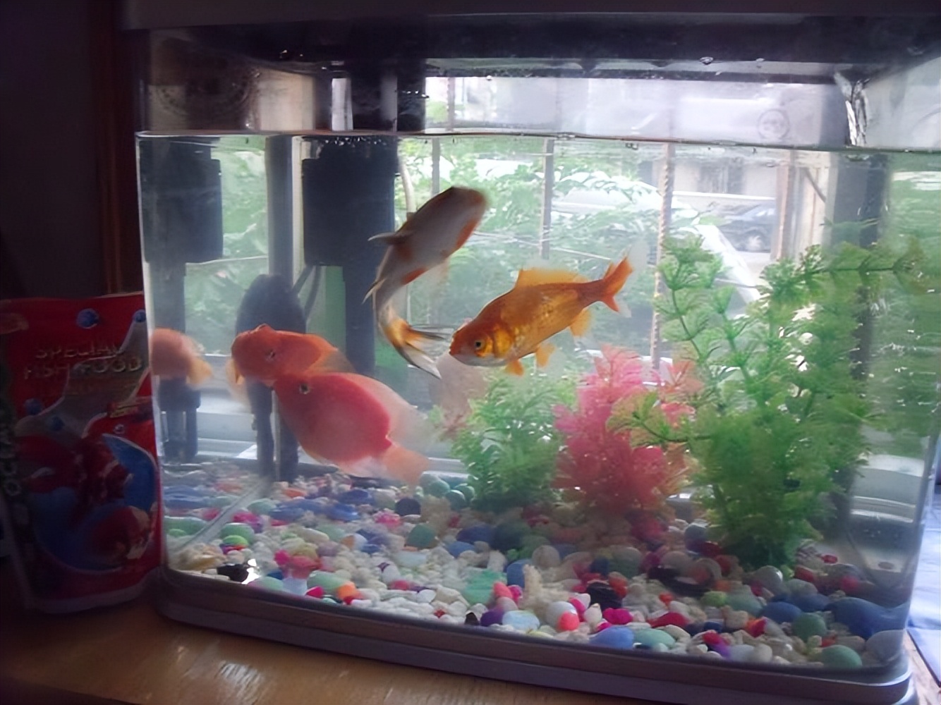 新手养锦鲤入门基础教程 新手养锦鲤的方法与技巧