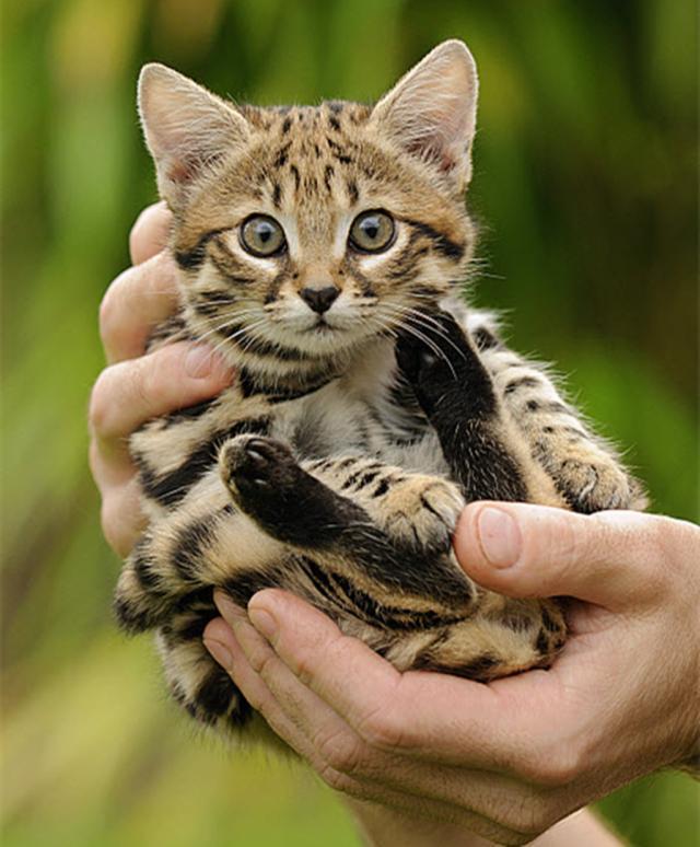 在猫界有猫巨人