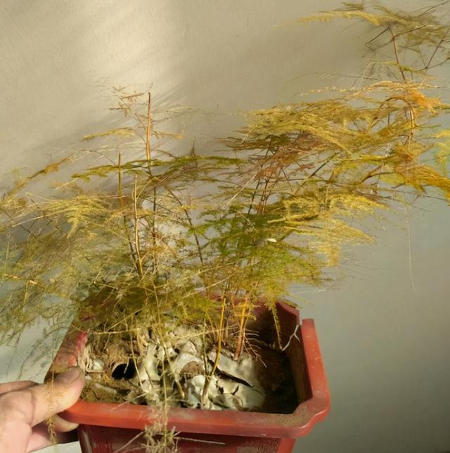 一开春,文竹就发黄,掉渣子?这和冬天有直接关系,以后要注意