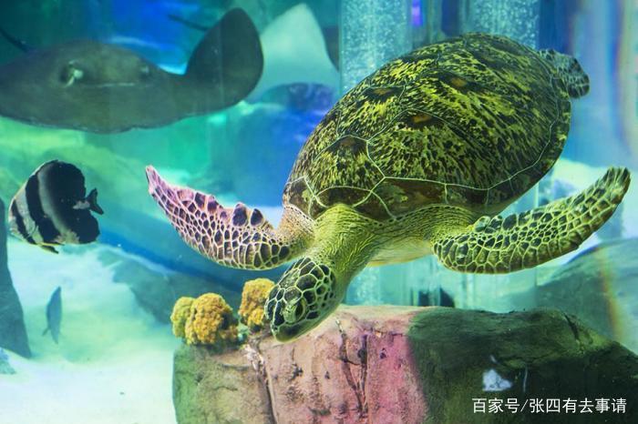 在广州海洋馆门票比较贵,118元一人,父母却经常带小孩来逛