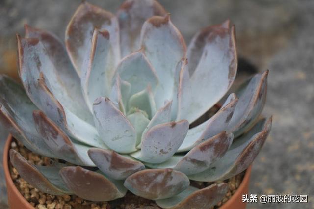 日立昂是一种植株莲座型叶片披白粉,中大型的多肉植物