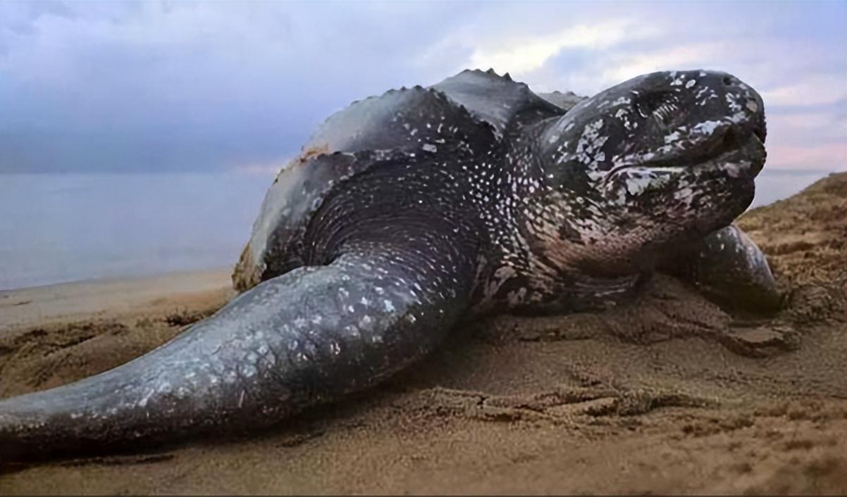 回顾到乌龟的骨骼你就会明白为何它是世界上最诡异的动物之一