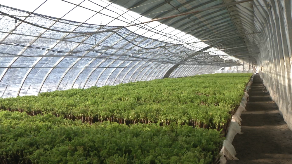 种野菜致富新闻(种植野菜有市场么)