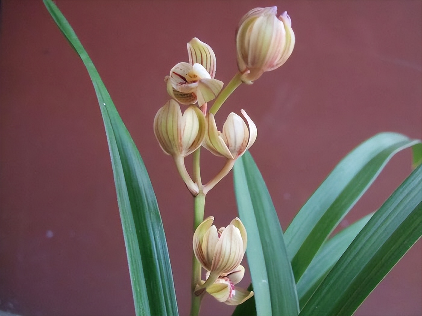 建兰名品"金荷"兰花,花型圆润,香气馥郁,花色多变又好养