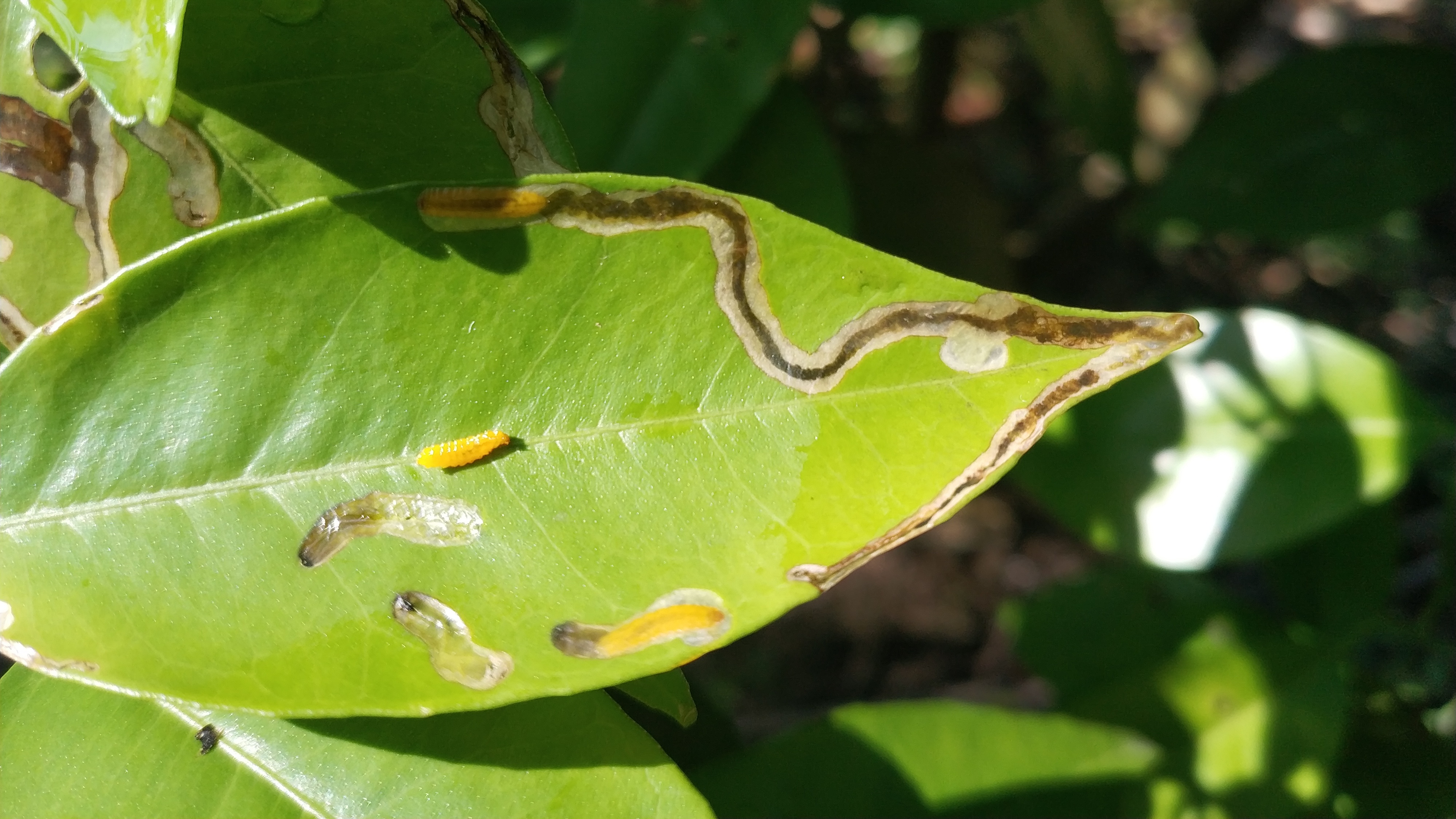 老樵聊三农:柑桔病虫害防治方法大全(详解)