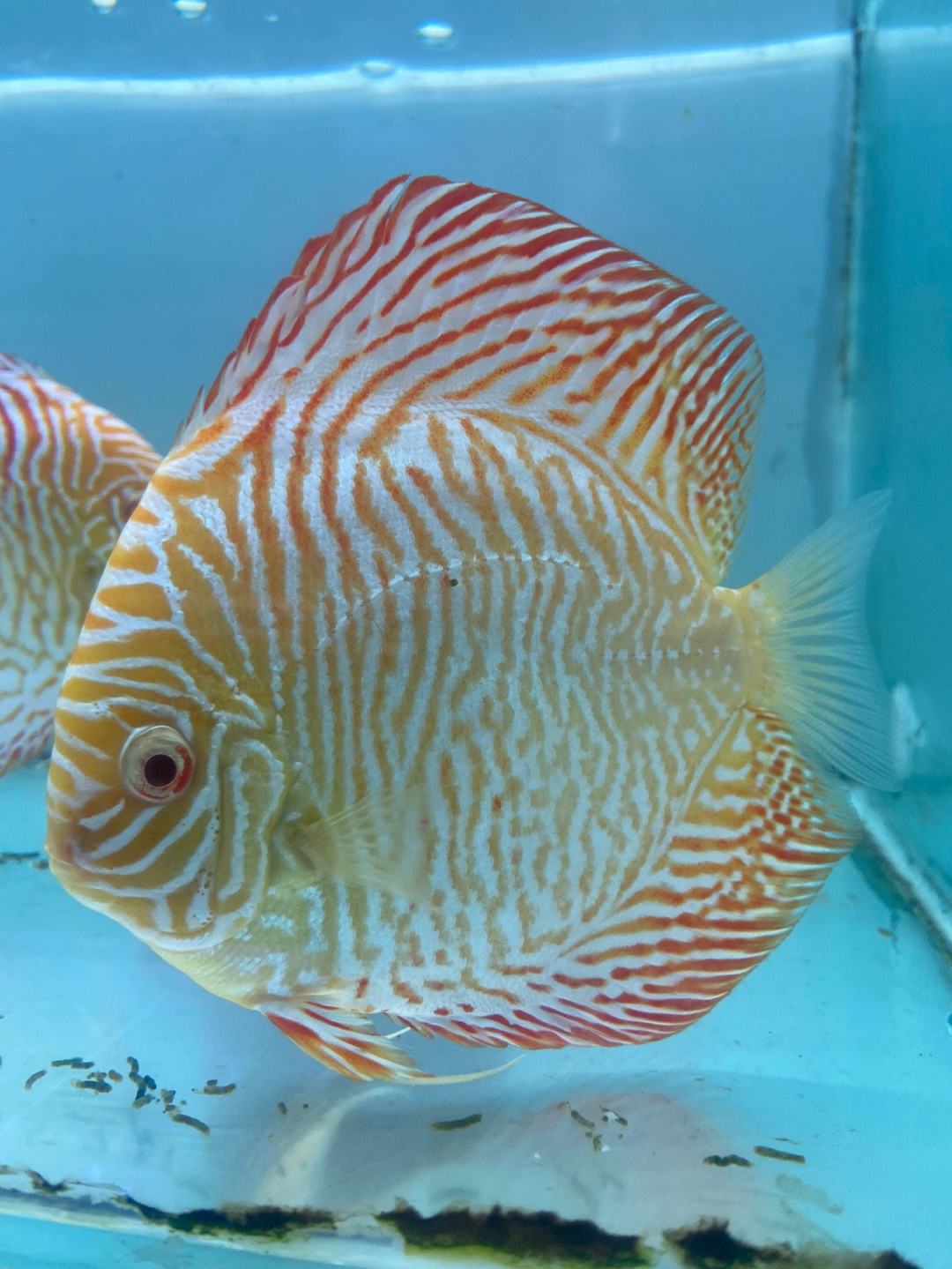 别错过!让七彩神仙鱼勾起你的视觉,打造缤纷水上世界!