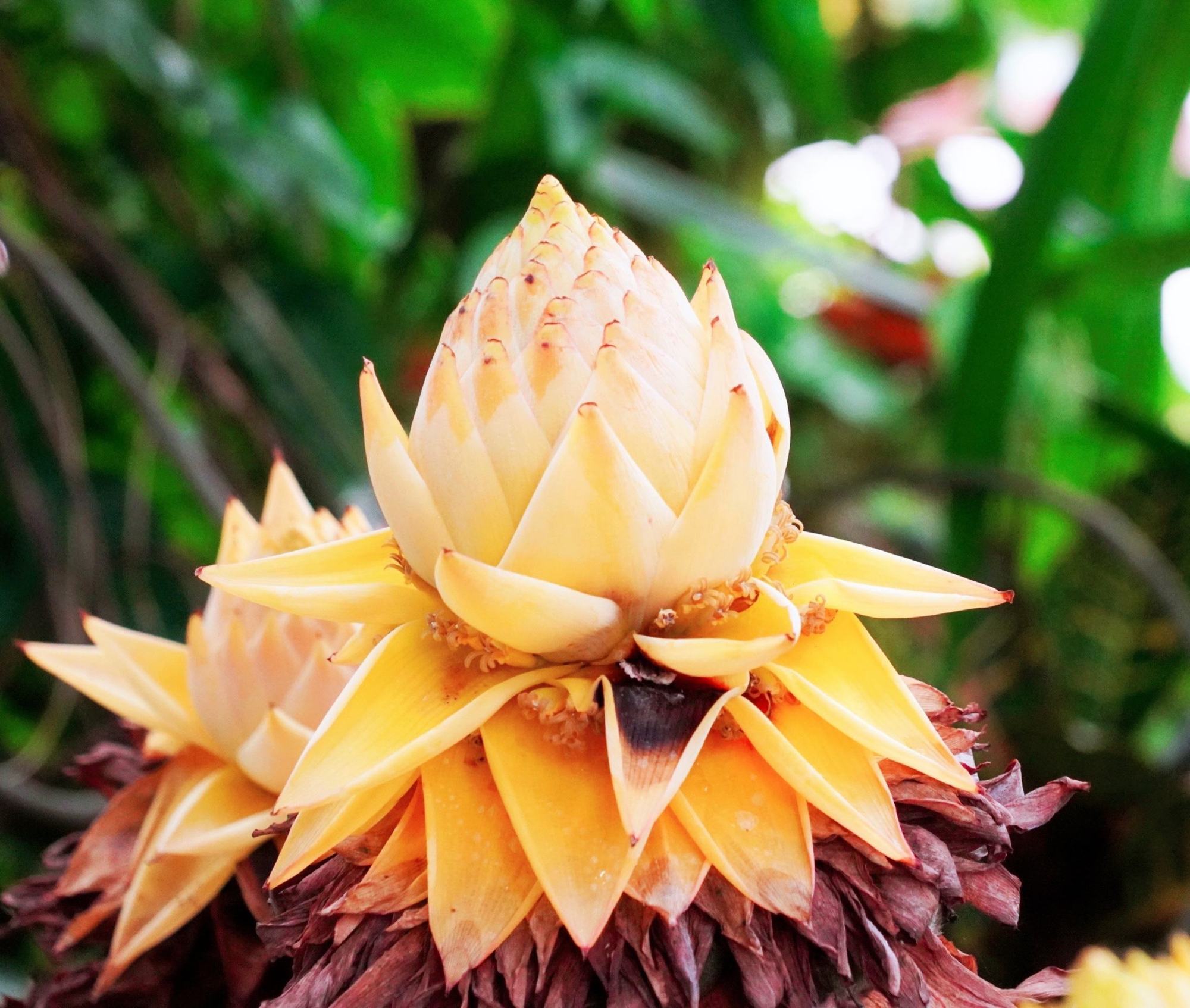 家里种棵"摇钱树",满屋都是小元宝,喜庆吉利,好看又招财