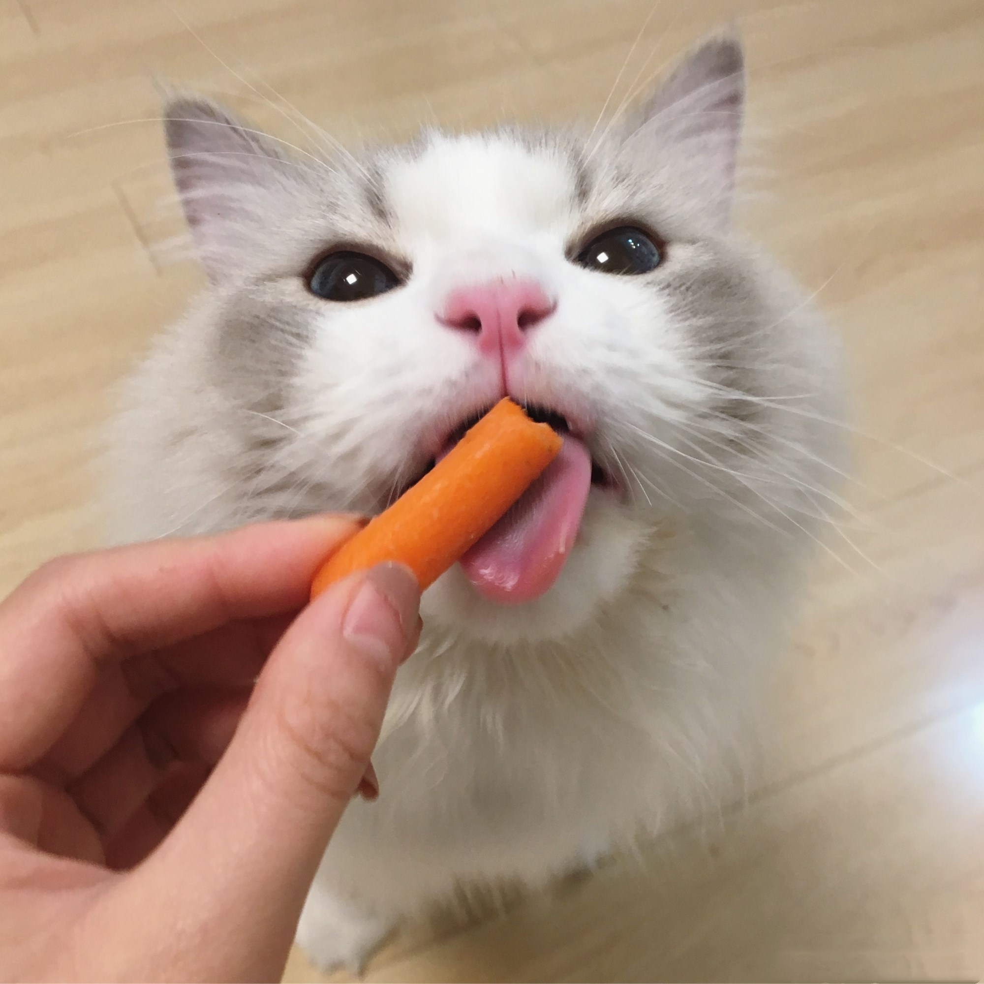 一个爱猫人士会做的"七件事",看看你中了几个?