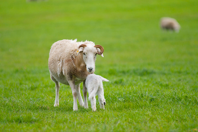 春天放羊需要注意什么?春天羊追肥放牧怎么放?春季放牧下篇