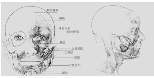 素描中的三庭五眼图片