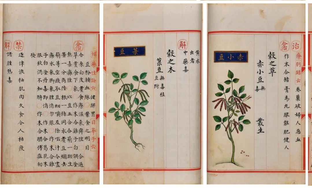 明内府彩绘本《本草品汇精要》浅述|中贸圣佳2023春拍