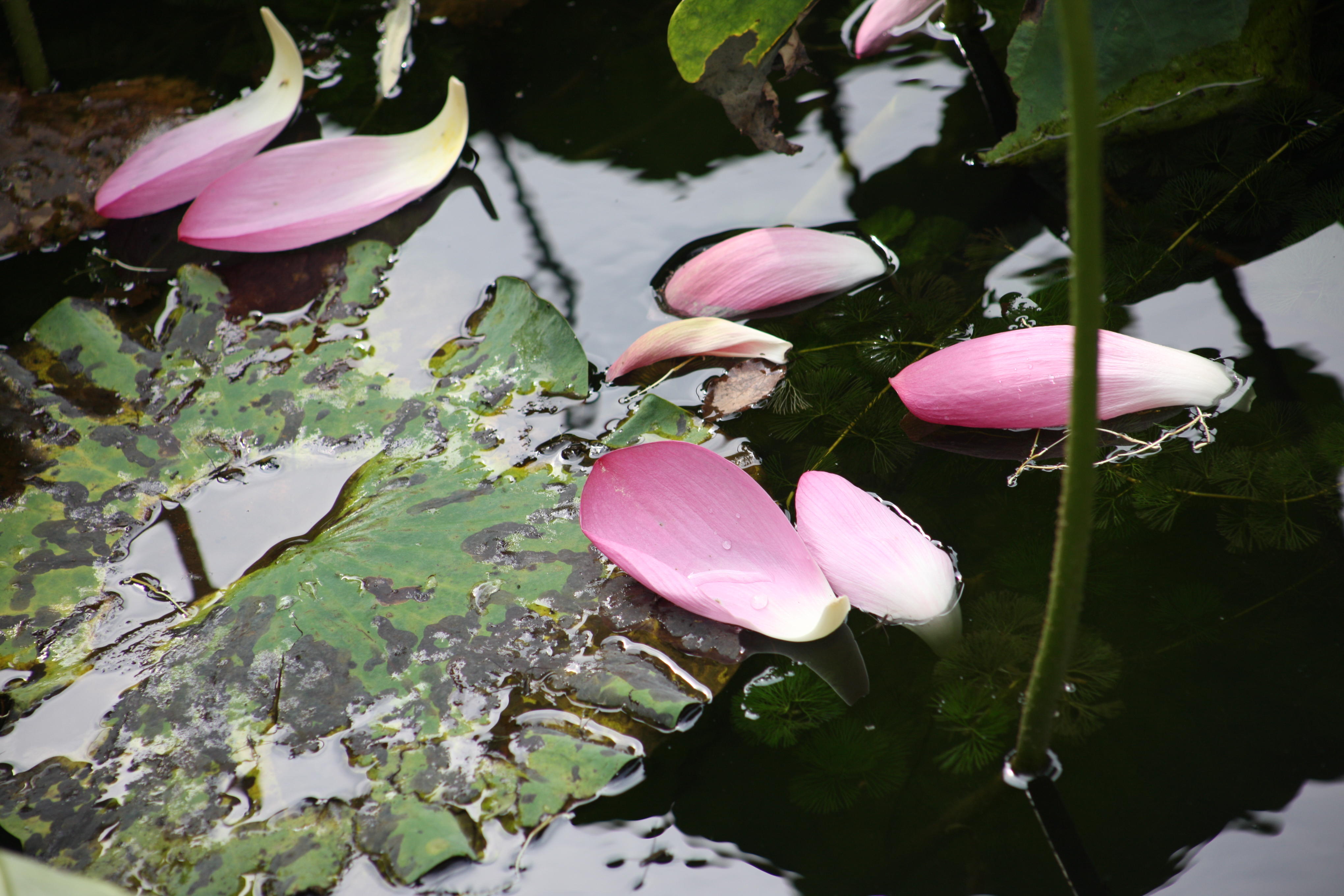 你知道吗?圆明园沉睡百年莲花复苏 其实在苏州拙政园也有