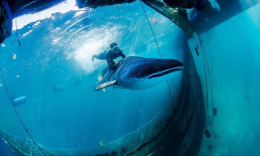 水族馆养鲸鲨有多难?早逝之谜揭秘!