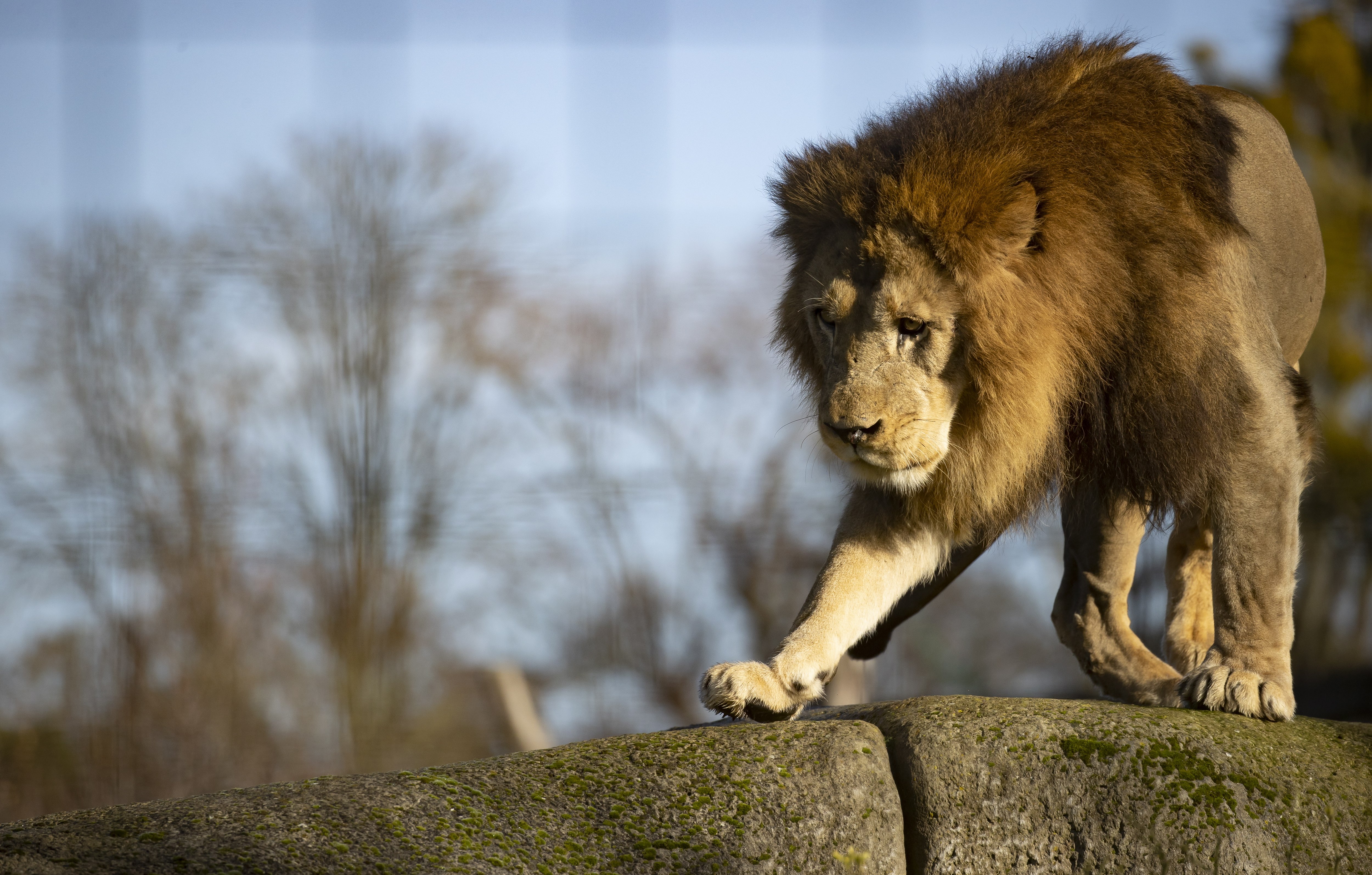 巴黎动物园的巴巴里狮(13)