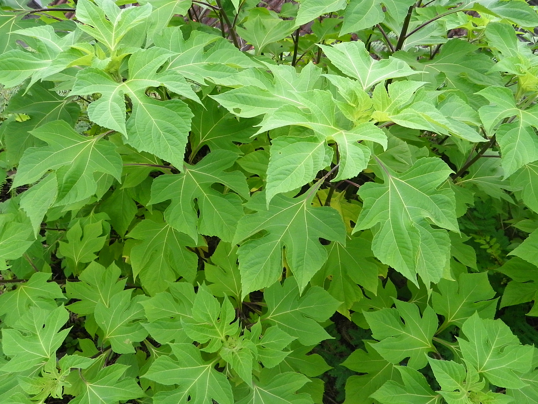 了解10种常见但有毒的植物,避免误食带来严重后果,建议收藏