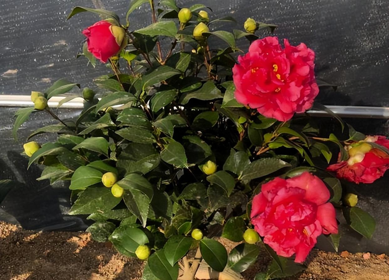 "红茶花之王"克瑞墨大牡丹—花型较大,花期较长,现在降价了!