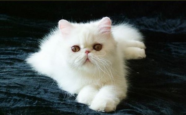 "猫中王子""王妃"之称的波斯猫