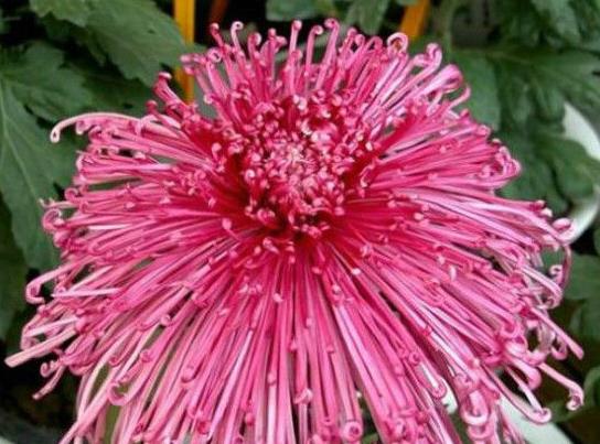 雪珠红梅菊花,花瓣细长而卷曲,犹如一串串珍珠