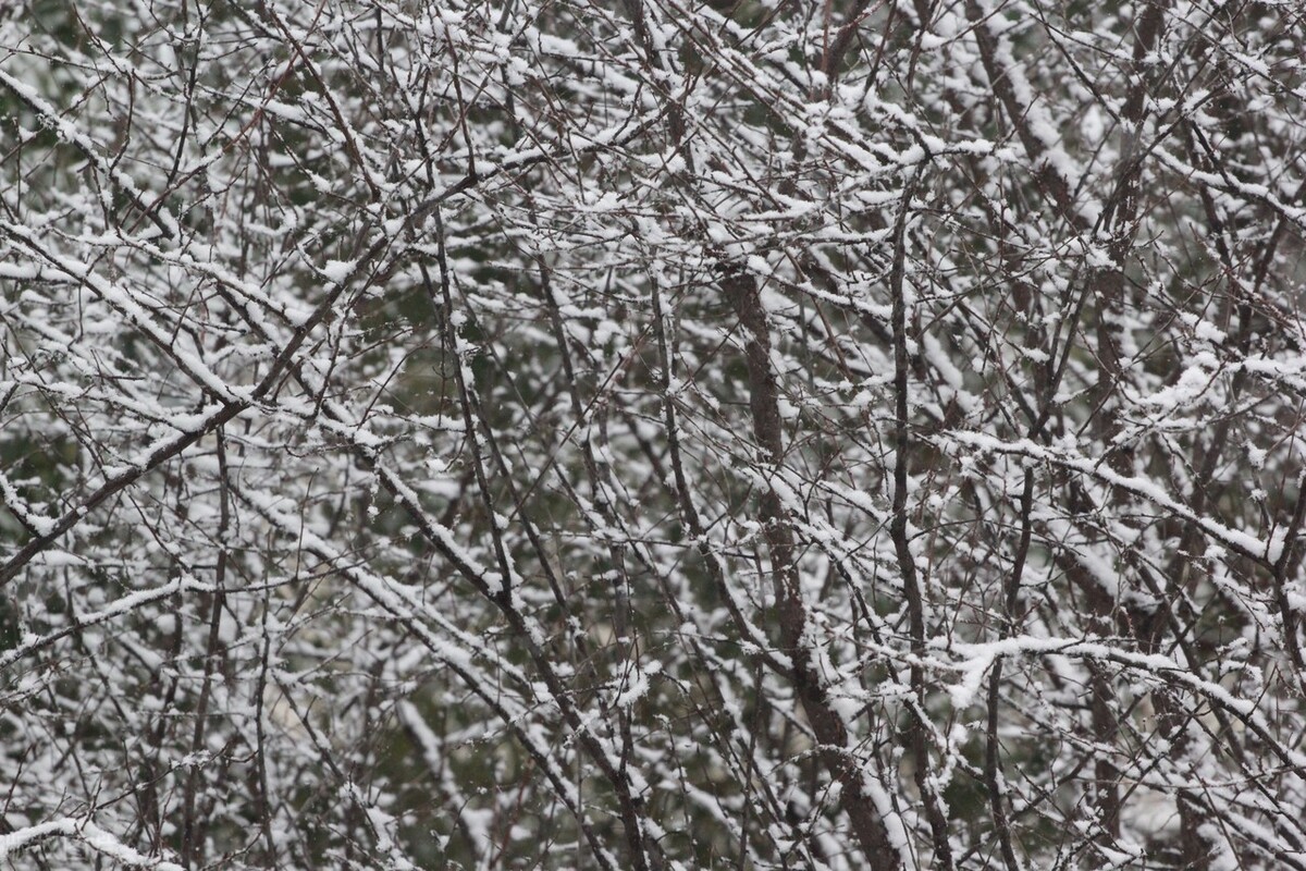 江苏南通雪压枝头俏 美不胜收