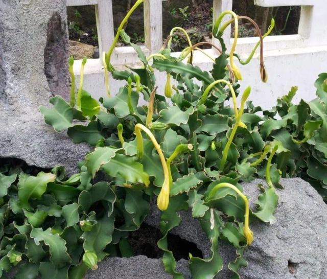 昙花是什么样子?
