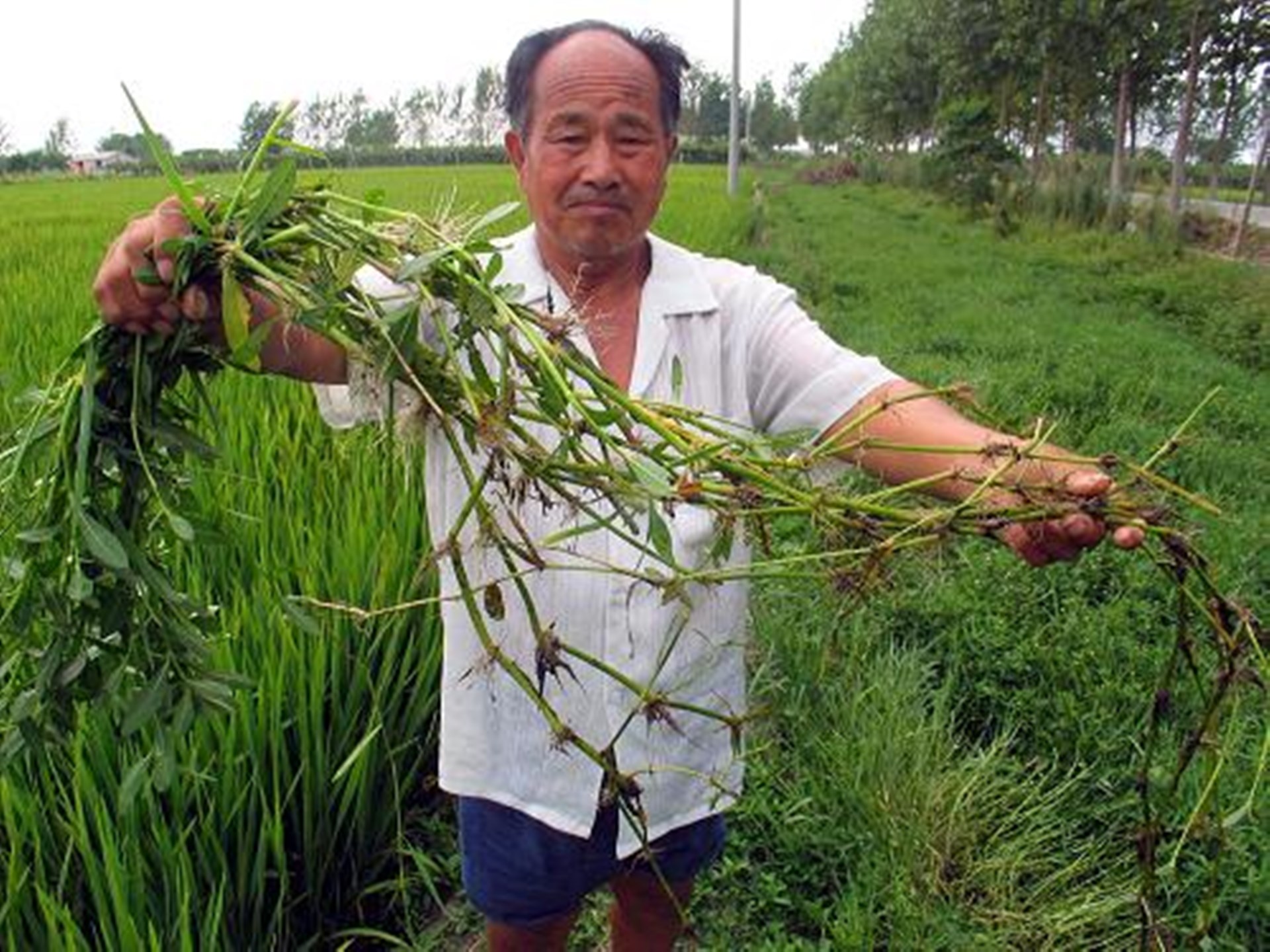 "革命草"粉身碎骨还能活,怎么彻底根除?看看老农如何解决它