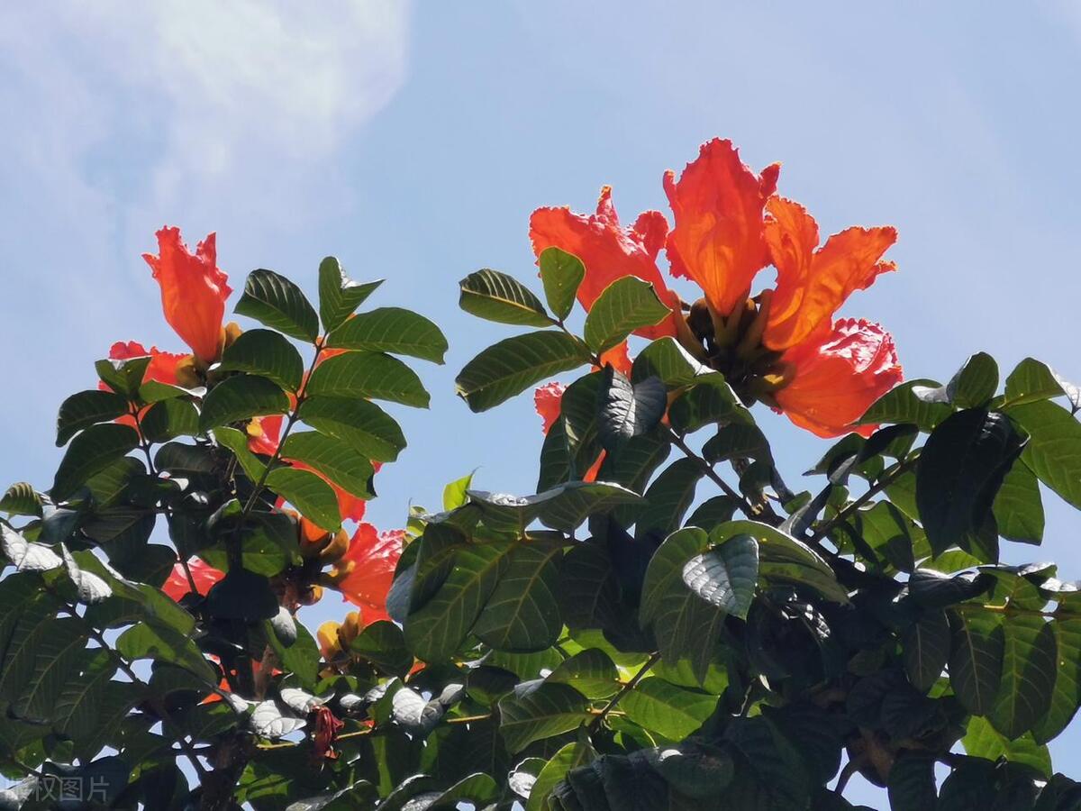 海南岛常见植物品种,出生在北方的你,有认识的吗?