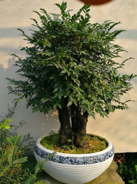 客厅养盆小叶紫檀,典雅有气质,香气醇厚,或许还能净化空气