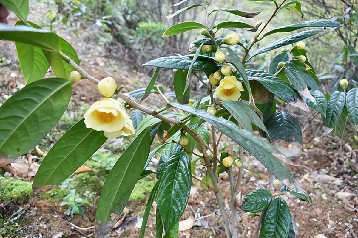 "植物大熊猫"金花茶,花色金黄,香气浓郁,营养丰富
