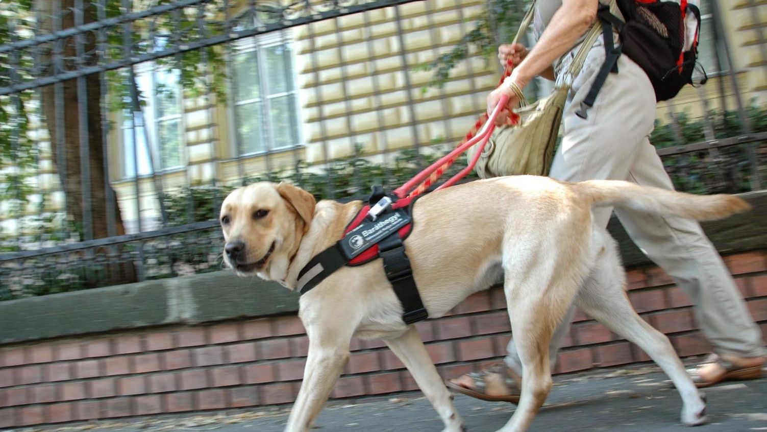 导盲犬是什么狗品种图片