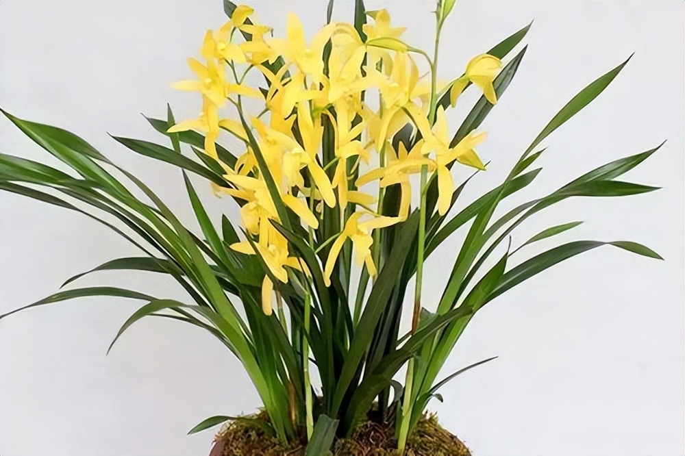 黄金小神童兰花,花色金黄,香气雅致,寓意"金玉满堂"