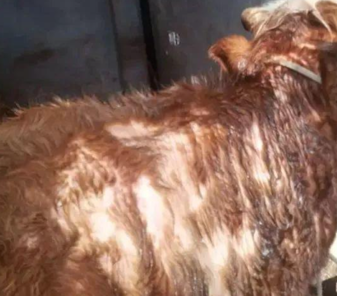 牛羊外寄生虫之螨篇