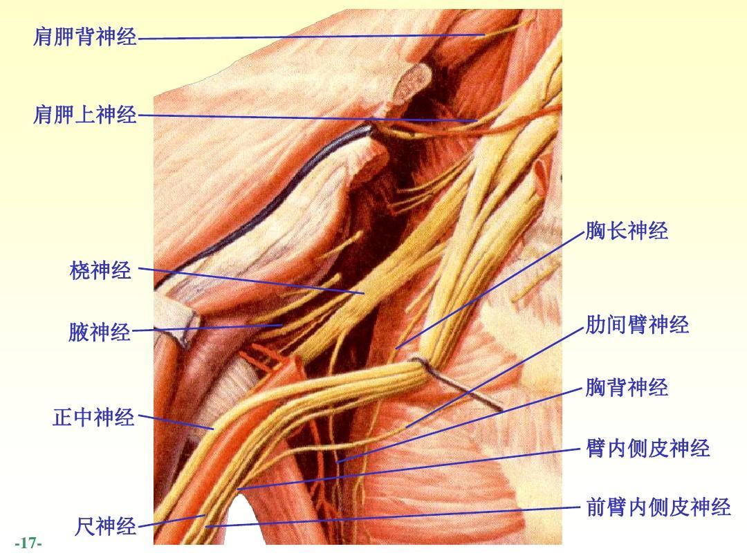 肩胛背神经卡压症,常见症状有背部不适,手臂麻木等症状较为少见