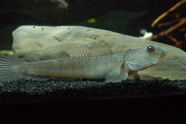 世界上最罕见的鱼—瓢鰕虎鱼,强大的毅力更是值得人类学习