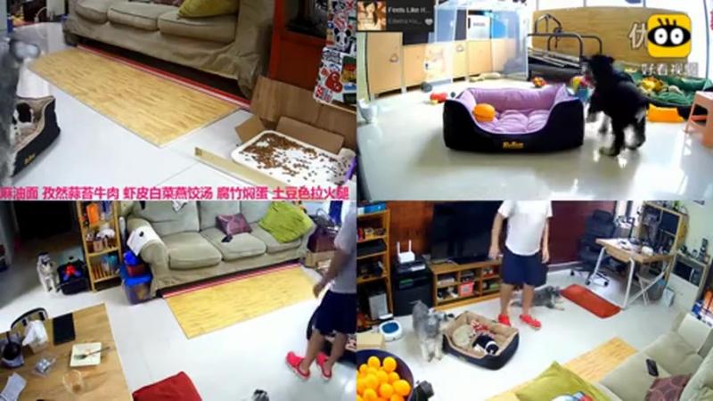 雪纳瑞三口之家,搞笑,萌宠,好看视频