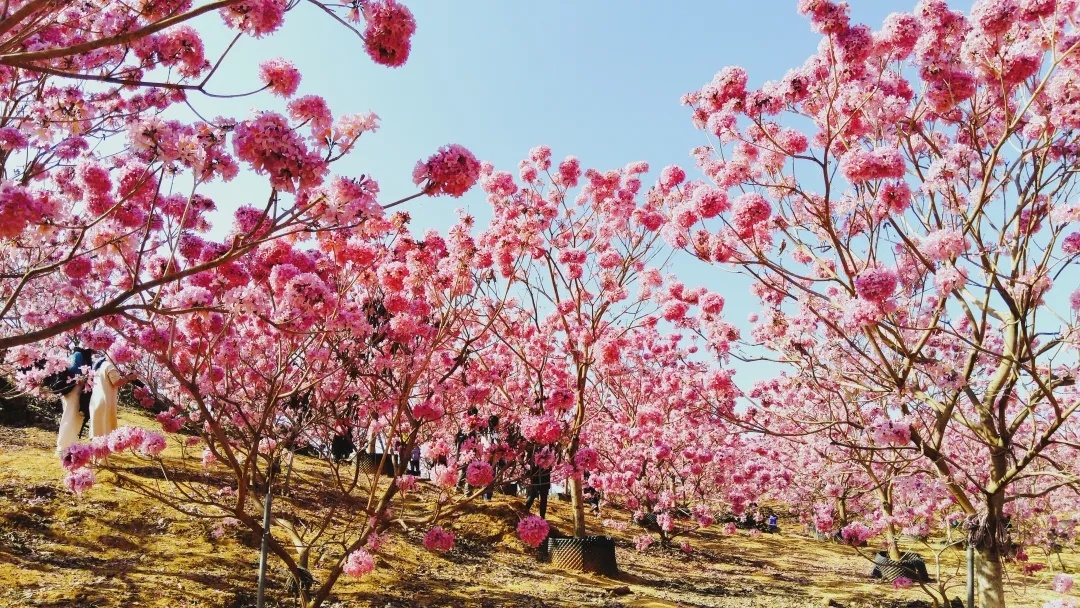 江门紫风铃花比去年提前了约20天,12月15日开园