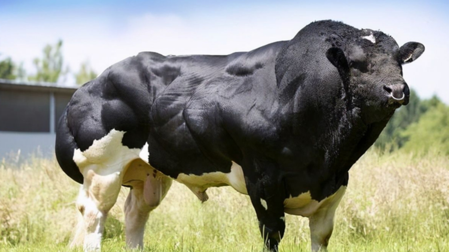 比利时蓝牛:被改造的"畸形"产物,一天能长3斤肉,我国却少见
