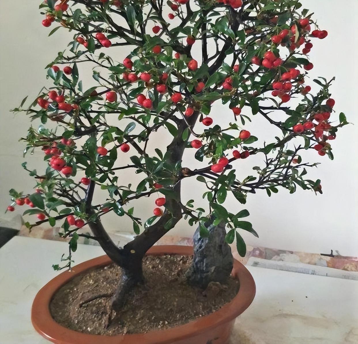 盆里长满"吉祥果",个头袖珍颜色红颜,名叫火棘养成盆景价值高