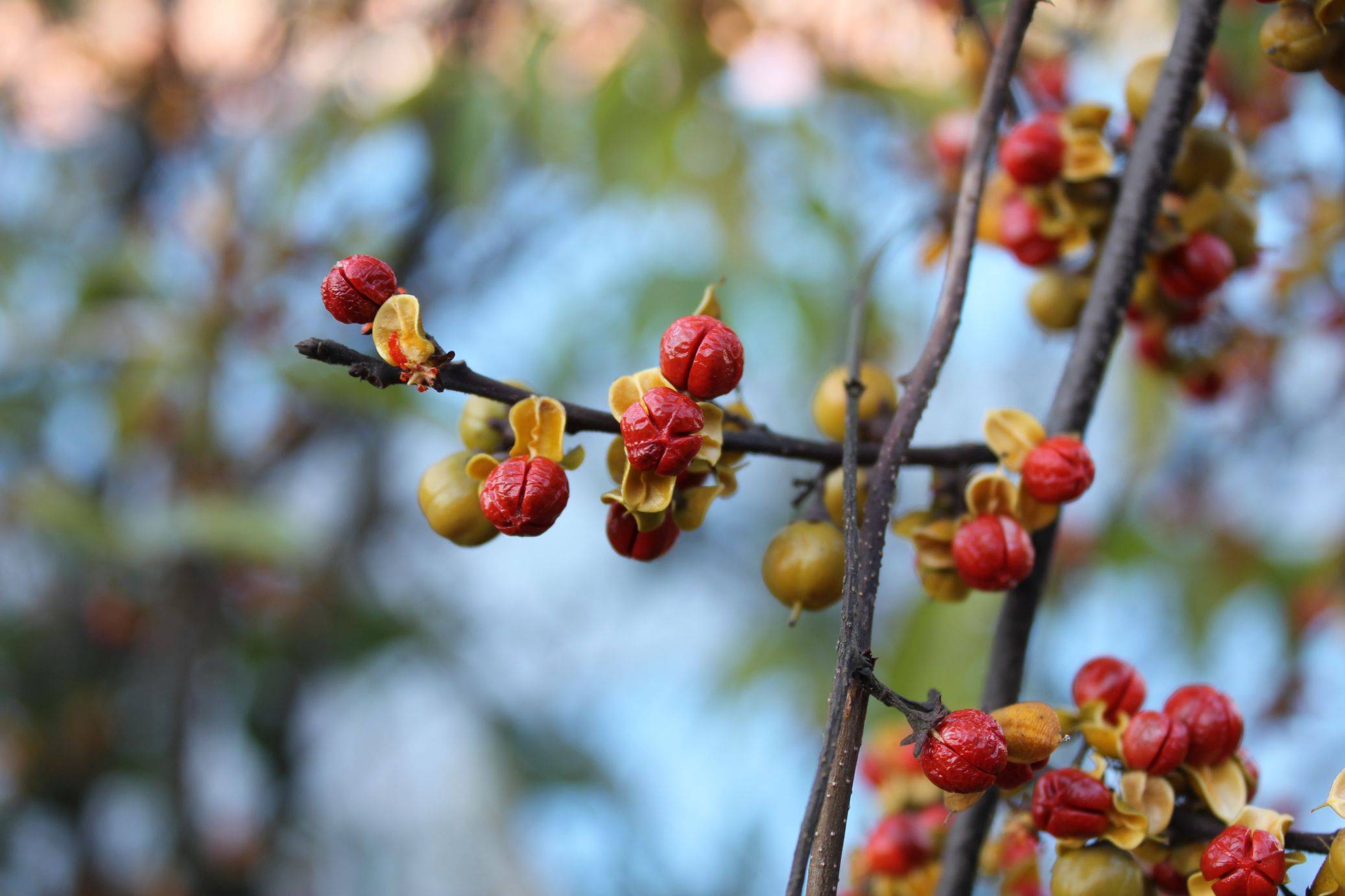 树旁边发现五米长的过山枫,全身上下都是宝,别把它当杂草了