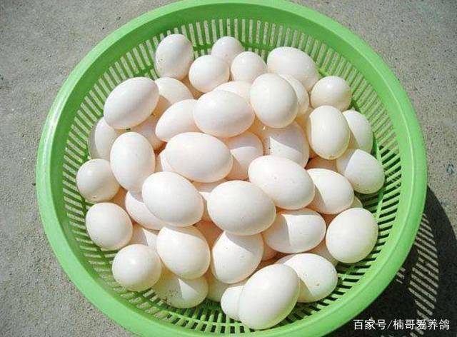 鸽子蛋的营养成分(鸽子蛋营养价值多少)