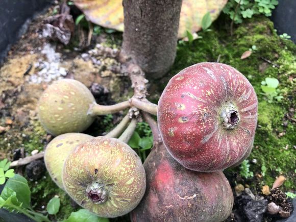 人称"蜜枇杷",外形酷似无花果,连树叶都能吃,却不见有人种植