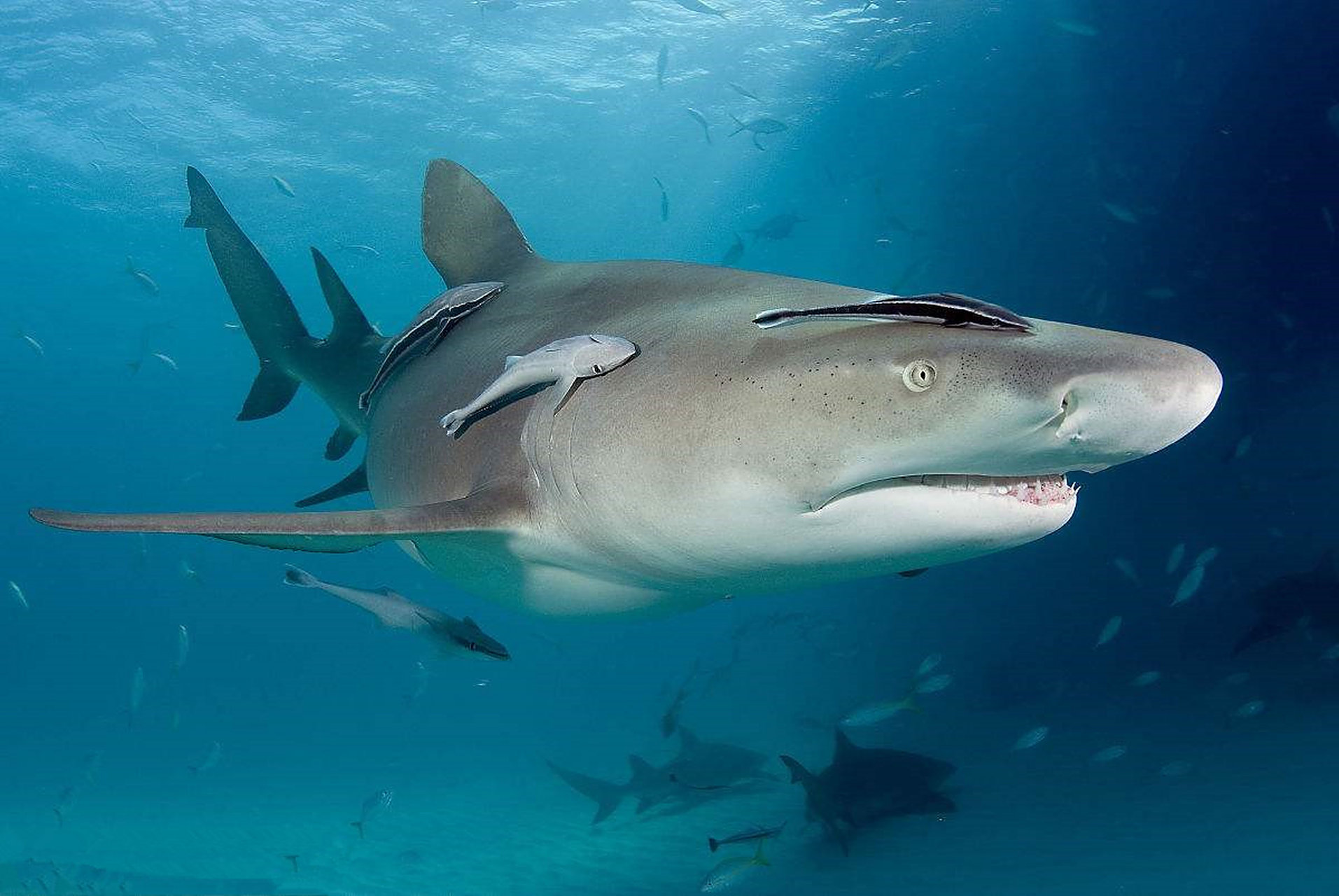 鮣鱼是广泛分布于热带和亚热带海域的鱼类,因其特殊的生存策略而备受