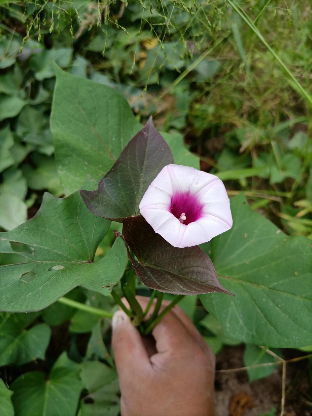 地瓜花的种植方法图片