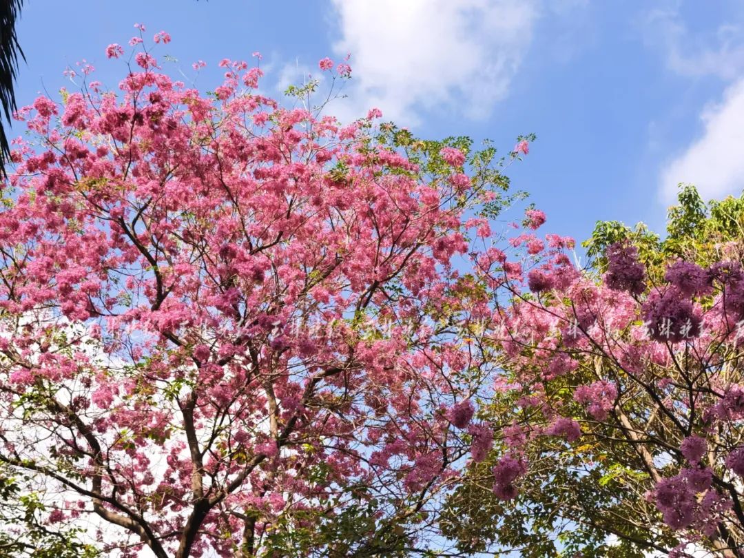 "绝绝紫"刷屏!玉城这里大片紫花风铃木怒放