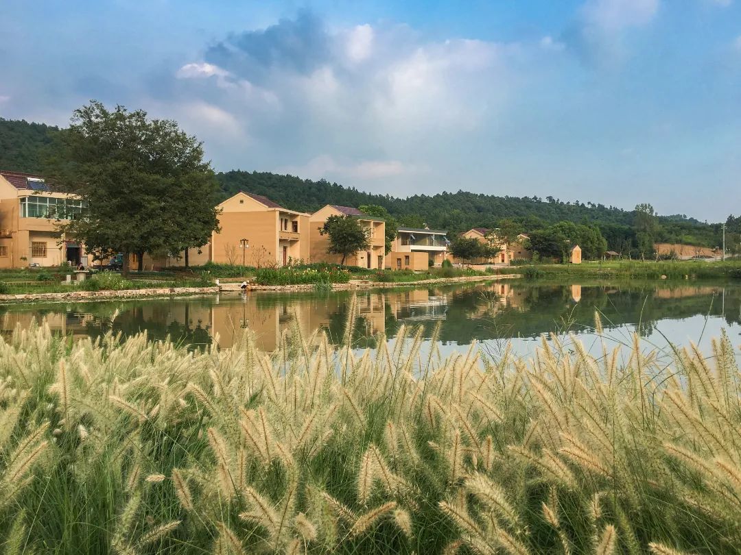 溧阳市政协领导来社渚镇调研美意田园建设工作