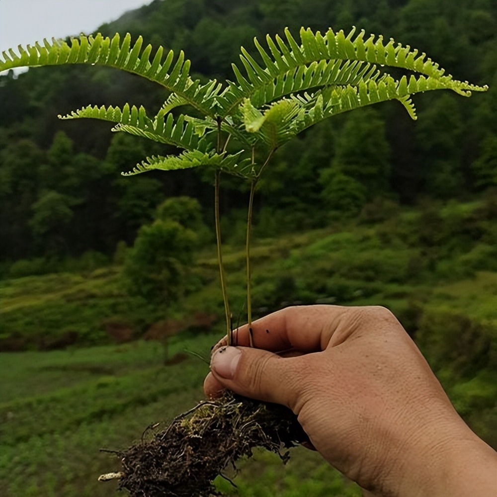 蕨菜图片芒萁图片