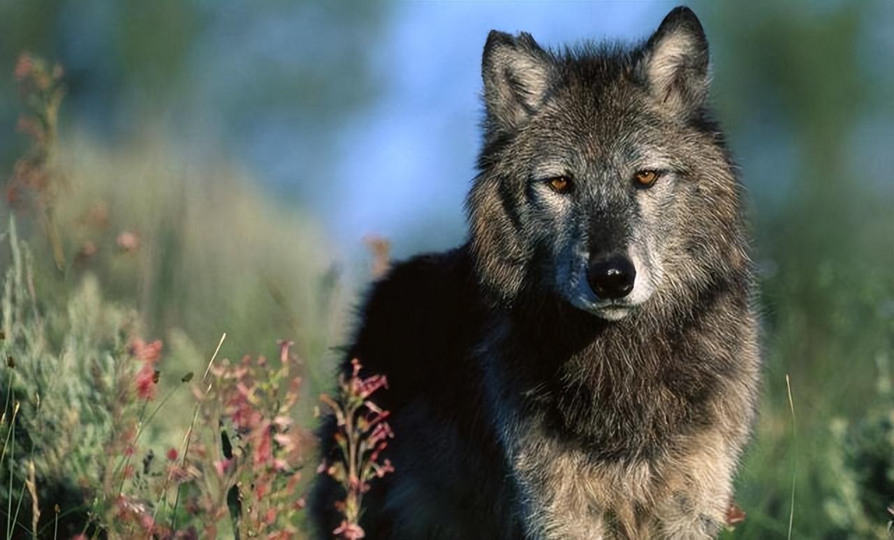 独狼夜袭羊圈杀狗屠羊伤人,牧民杀狼后报警:我杀狼了|传闻