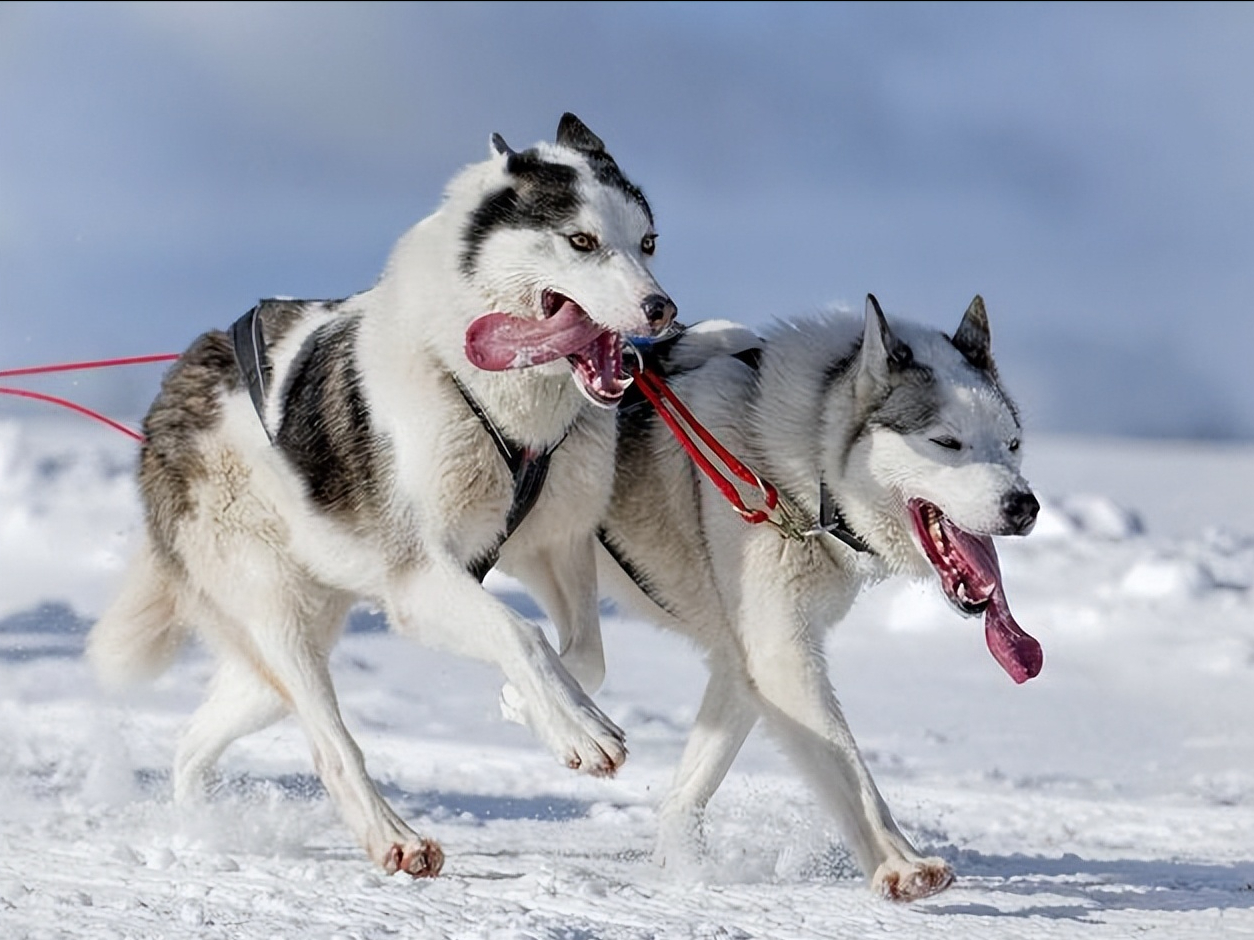 二哈到底笨不笨?这几点告诉你真相!